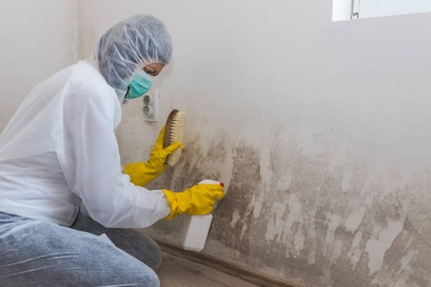 Best Basement Mold Removal  in Woodbourne, PA