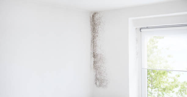 Mold Remediation for Rental Properties in Woodbourne, PA