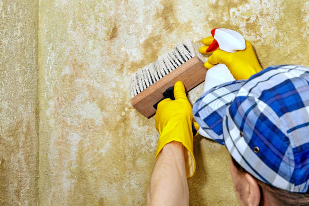 Best Mold Remediation for Rental Properties  in Woodbourne, PA