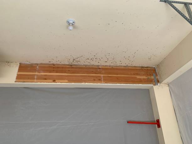 Woodbourne, PA Mold Removal Company