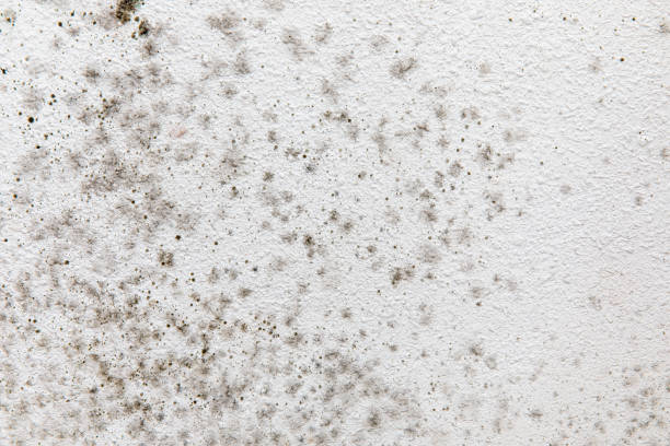 Best Water Damage & Mold Remediation  in Woodbourne, PA